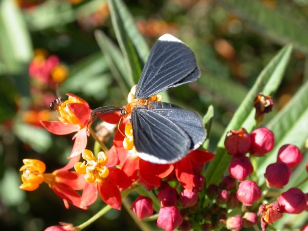tropical moth