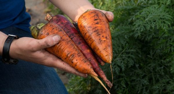 carrot genome