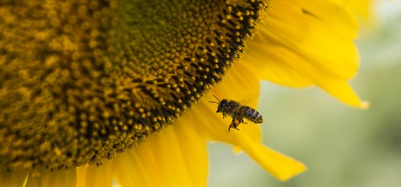 honey bee