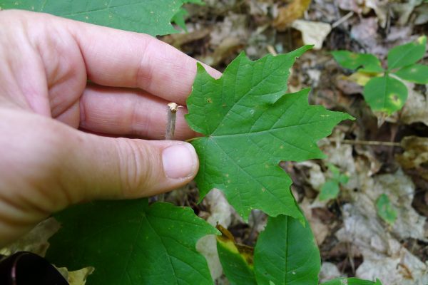 leaf