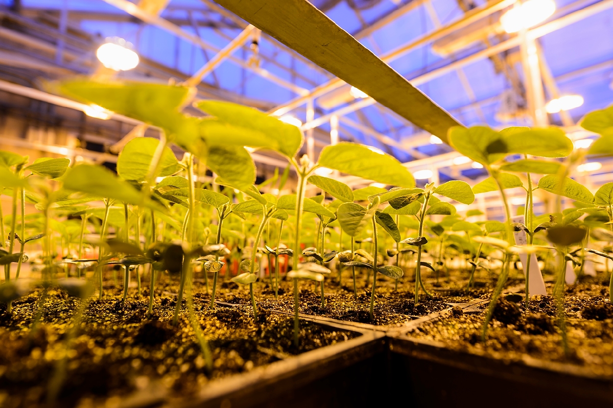 Potted soybean plants grow under greenhouse lights at the Wisconsin Crop Innovation Center (WCIC) at the University of Wisconsin–Madison on Jan. 23, 2017. PHOTO: JEFF MILLER -nsanto-doch-facil