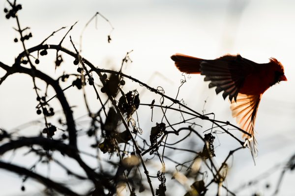 A cardinal takes flight as the bird forages for bush berries