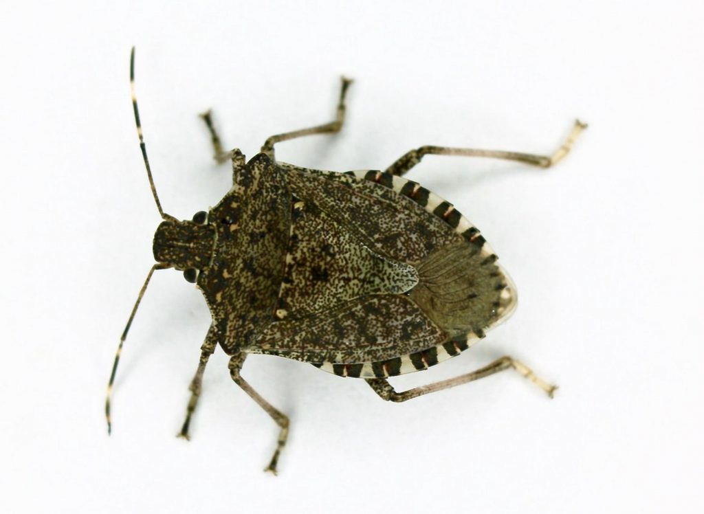 Rectangular Bug Stink bugs in the house – Audio – CALS News