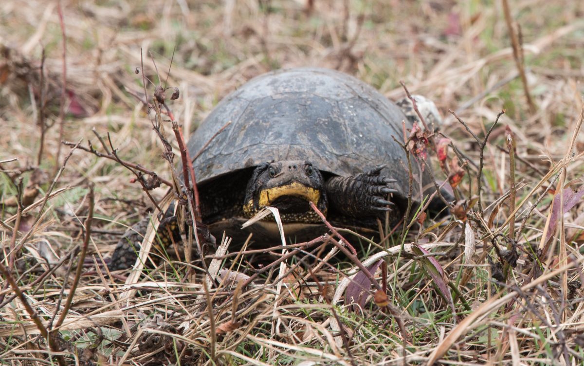 Nesting time for Wisconsin turtles – Audio – CALS News